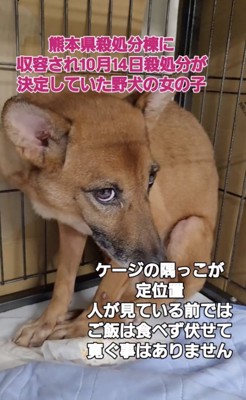 殺処分待ちだったあずきちゃん