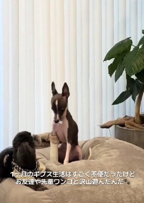 それでも遊びは欠かさない