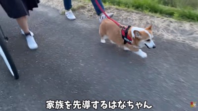 一番前を歩くはなちゃん
