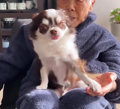 お年寄りの女性の手に前脚を乗せるチワワ