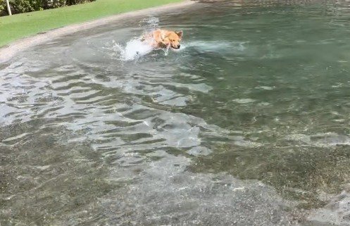 泳ぐ度に水しぶきがあがる犬