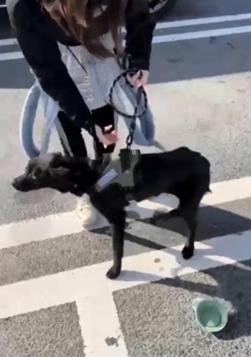 痩せた犬