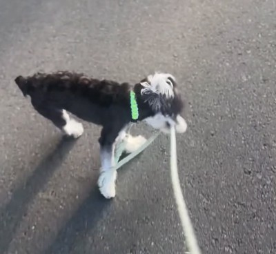 リードを引っ張る犬1
