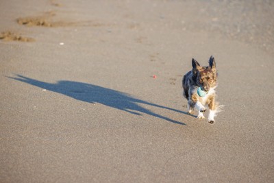 散歩拒否の柴犬