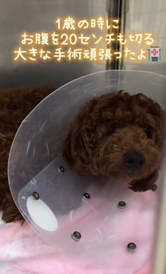 手術も頑張った!
