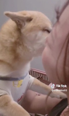 人の顔に鼻先を寄せる犬