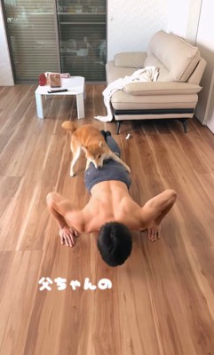 お父さんの筋トレを手伝うしもん君2