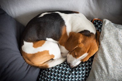 体を丸めて眠る犬・上から