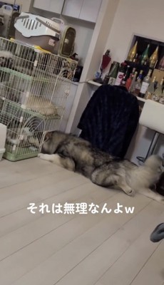 ケージの前に伏せる犬