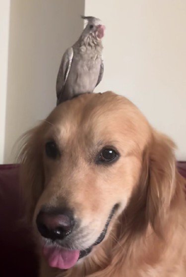 縦ノリが止まらない部長ちゃん