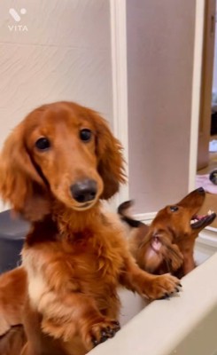 お風呂にやってくるダックスたち4