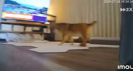 家の中を警備!