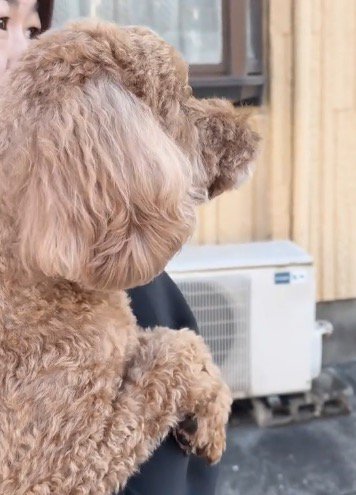 寂しそうな犬の横顔