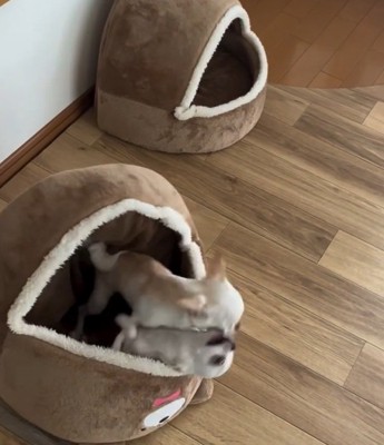 ワンプロする2匹