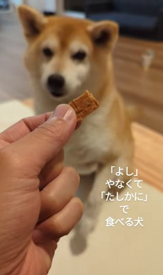 おまめちゃんのおやつタイム4