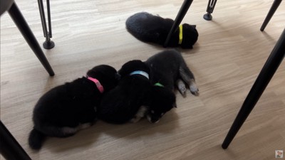 大脱走を試みる赤ちゃん犬たち⑩