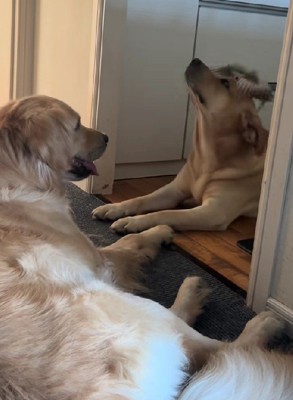 レイスちゃんは思わず首振り