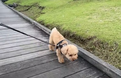 散歩する犬