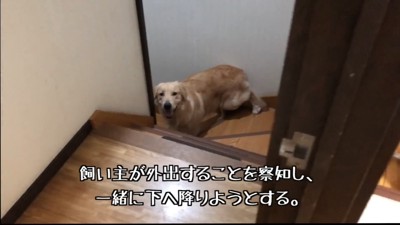 お留守番を察した犬