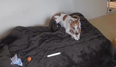 ペットカメラを確認してみた