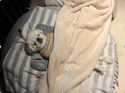 #ギリギリイヌ判定選手権