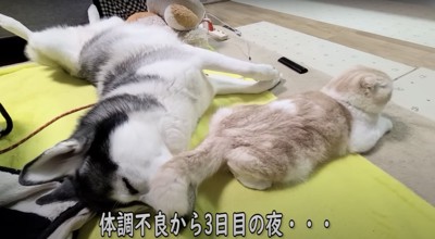 半分へそ天している犬の顔に尻尾を乗せる猫（全身）