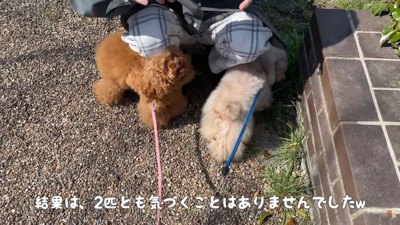 最後はパパさんに寄り添う2匹♪