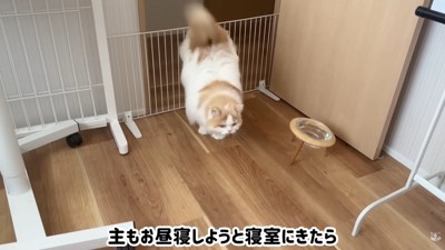 ハプニング発生時のポテチくんとレモンさん