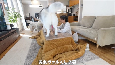 テーブルに乗って男性の食事風景を眺める犬