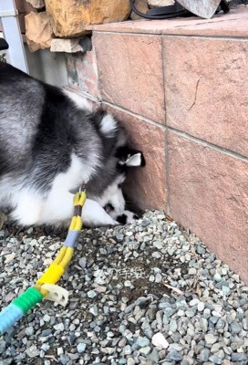 ナラちゃんの行動4