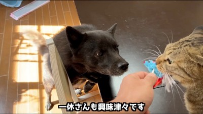 飼い主が持っているおもちゃに顔を近づける犬