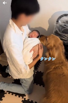 赤ちゃんの匂いを嗅ぐチョコビくん