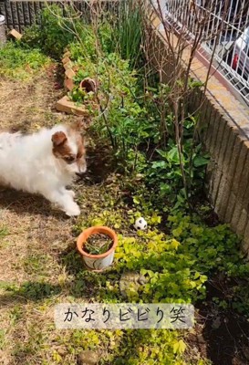 鉢植えに触れただけでビビりまくり！