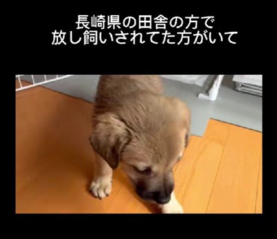 放し飼いの犬から産まれた子犬