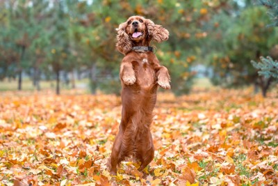 後ろ足で立ち上がる犬