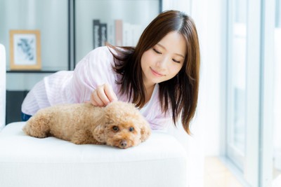 くつろぐ犬と撫でる女性
