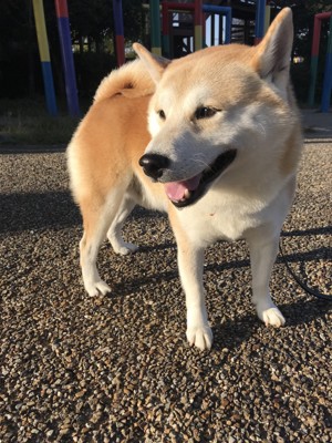 柴犬の飼主の投稿画像