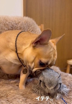 バランスを崩すはっさくくん