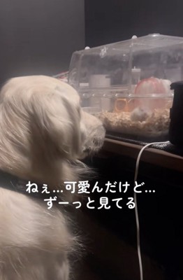 優しく見守ります