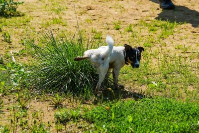 おしっこをしながら振り返る犬