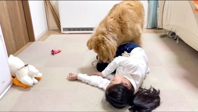 女の子にロープのオモチャを持っていく大型犬