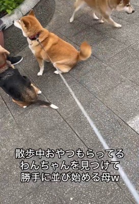 おやつをもらうワンコとポポちゃん2