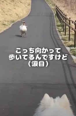 歩いてくる鳥