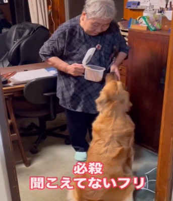 エサを食べる犬