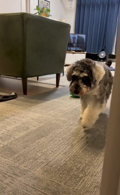 お風呂から出た時のポポちゃんの態度8