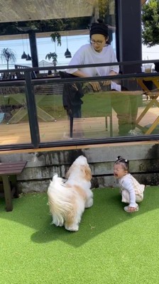 男性を見つめる犬と、しゃがんで泣いている女の子