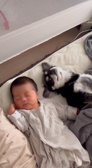 赤ちゃんの隣に並んで横になる犬