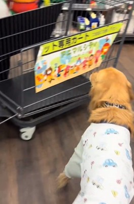 カートに気づいたならちゃん