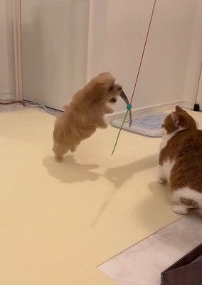 猫じゃらしで遊ぶのえるちゃん