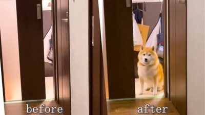 扉のビフォーアフター